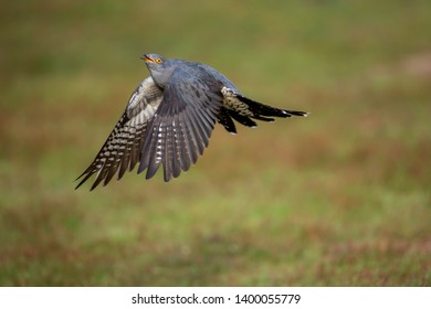 The common cuckoo is a member of the cuckoo order of birds.