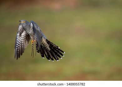 The common cuckoo is a member of the cuckoo order of birds.