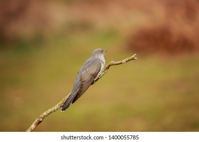 The common cuckoo is a member of the cuckoo order of birds.