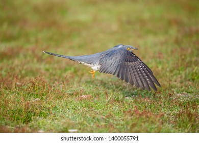 The common cuckoo is a member of the cuckoo order of birds.