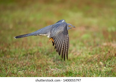 The common cuckoo is a member of the cuckoo order of birds.
