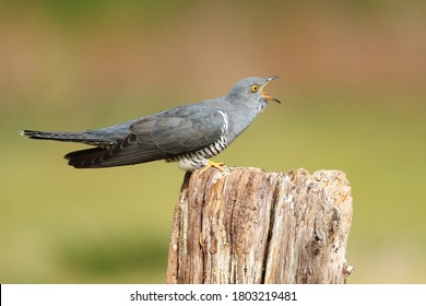 The common cuckoo is a member of the cuckoo order of birds, Cuculiformes, which includes the roadrunners, the anis and the coucals. 