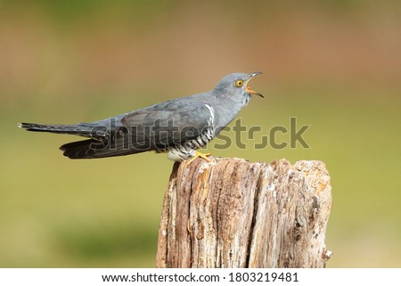 The common cuckoo is a member of the cuckoo order of birds, Cuculiformes, which includes the roadrunners, the anis and the coucals. 