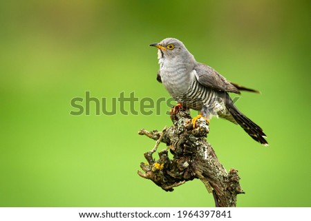 Common cuckoo sitting on tree in summer with copy space