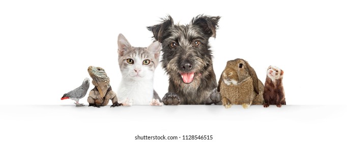 Common cute domestic animal pets hanging over a white horizontal website banner or social media cover