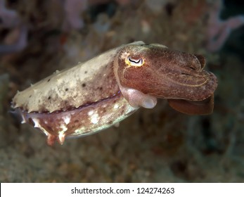 Common Cuttlefish