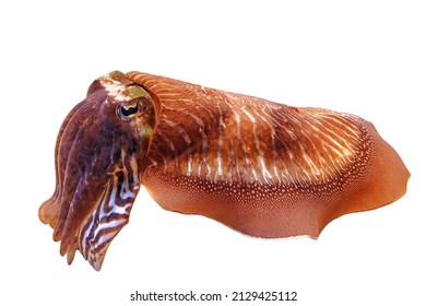 Common cuttlefish in an aquarium. Sepia officinalis species living in the Mediterranean Sea, North Sea, and Baltic Sea or South Africa. isolated on white background