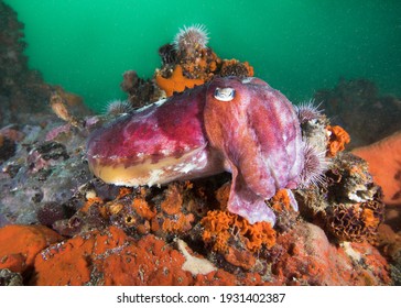 A Common Cuttlefish (Sepia Vermiculata) Camouflaging  Itself On The Reef 