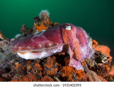 A Common Cuttlefish (Sepia Vermiculata) Camouflaging  Itself On The Reef 