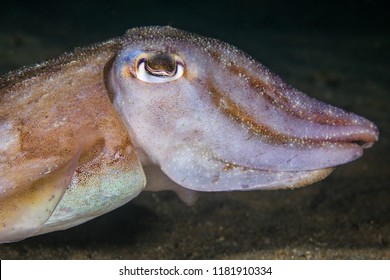 Common Cuttlefish (Sepia Vermiculata) Underwater Close Up Of Animals' Head, Side View.