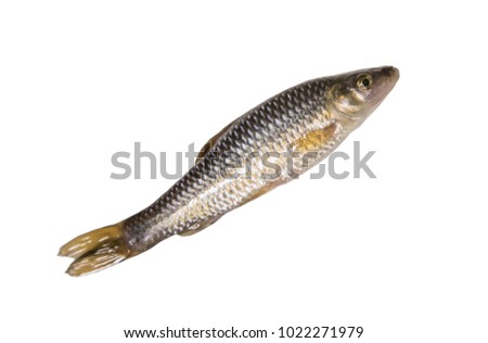 common dace (Eurasian dace) fish isolated on white background