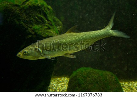 Common dace, Eurasian dace (Leuciscus leuciscus).