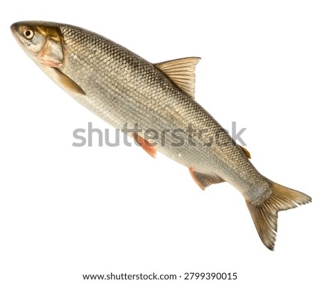 Common Dace Fish Silver Grey Freshwater River Fish Isolated on White Background