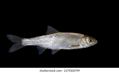 The common dace (Leuciscus leuciscus)