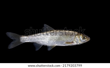 The common dace (Leuciscus leuciscus)