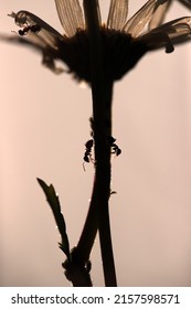 Common daisy with ants in Buitenvaart in Hoogeveen, Netherlands