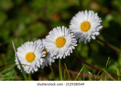 Common daisy (Bellis perennis) blooming on the field, is a common European species of daisy, of the family Asteraceae, often considered the archetypal species of that name.Spring time. - Shutterstock ID 2129180549