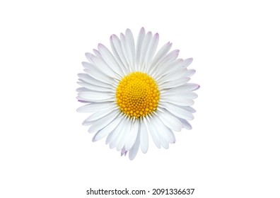 Common Daisy Blossom Isolated On A White Background