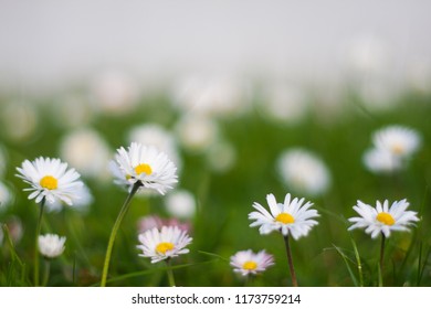 Common daisy, lawn daisy or English daisy field macro image with narrow, small DOF and blank space above the flowers. Bellis perennis is a common European species of daisy. - Shutterstock ID 1173759214