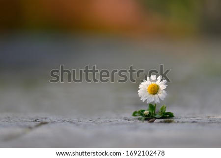 Common daisy, a tiny flower covered in water droplets, growing in the cracks of stone slabs against a colourful blurred background