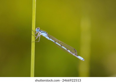 Common damselfly (Calopteryx virgo) is a species of dragonfly from the suborder Zygoptera, living in Europe - Powered by Shutterstock