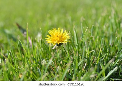  Common Dandelion