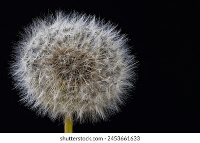 Common dandelion photographed close up. - Powered by Shutterstock