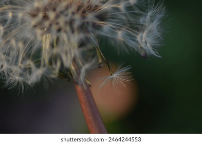 Common dandelions release their seeds - Powered by Shutterstock