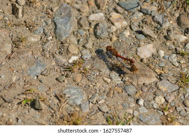 Common Darter Copula In The Forest