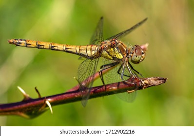 昆虫图片 库存照片和矢量图 Shutterstock