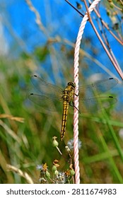 common darter insect of Germany sitting on a rope in a German garden in summer