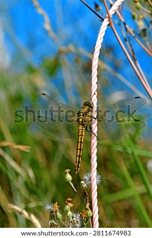 common darter insect of Germany sitting on a rope in a German garden in summer