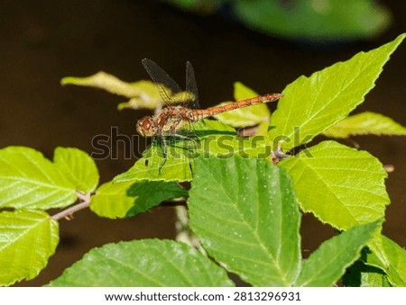 Common Darter resting on a leaf in full sunlight