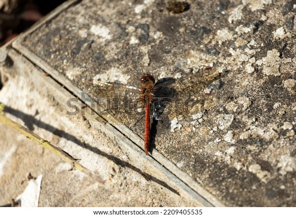 The Common Darter is widespread\
in the UK, only absent from upland areas. They spend a lot of time\
basking in the sun and can remain active well into\
autumn