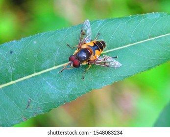 Common Dear Fly, Chrysops Callidus,