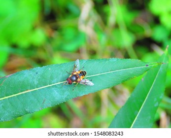 Common Dear Fly, Chrysops Callidus,