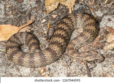 Common Death Adder