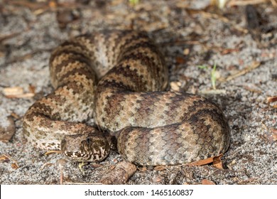 Common Death Adder
Acanthophis Antarcticus
Southern Australia