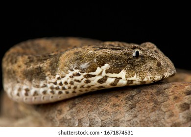 Common Death Adder (Acanthophis Antarcticus )