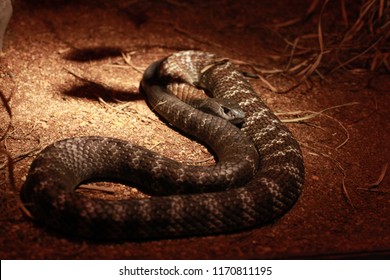 Common Death Adder Snake