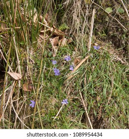 Common Dog Violet (Viola Riviniana) On Moorland Within Exmoor National Park In Rural Somerset, England, UK