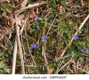 Common Dog Violet (Viola Riviniana) On Moorland Within Exmoor National Park In Rural Somerset, England, UK