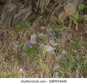 Common Dog Violet (Viola Riviniana) On Moorland Within Exmoor National Park In Rural Somerset, England, UK