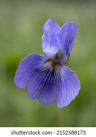 Common Dog Violet; Viola Riviniana; Flower Detail

Norfolk, March