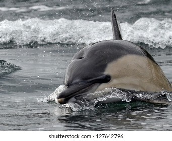 Common Dolphin