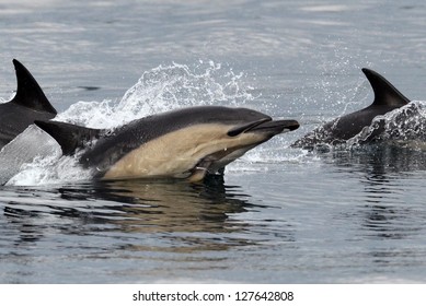 Common Dolphin