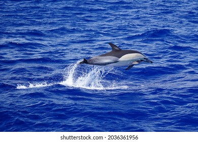 The Common Dolphin In The Atlantic Ocean Near Ponta Delgada, São Miguel Island, Azores.                         