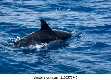 A Common Dolphin In The Atlantic Ocean Near The Azores