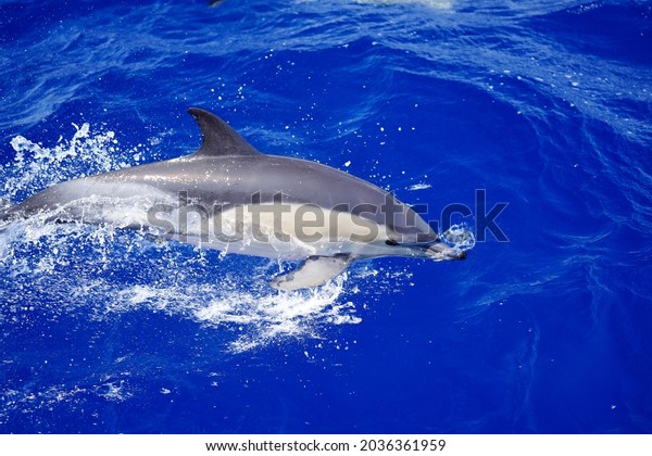 The common\
dolphin in the Atlantic ocean near Ponta Delgada, São Miguel\
Island, Azores.                        \
