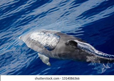 Common Dolphin Blowing Bubbles